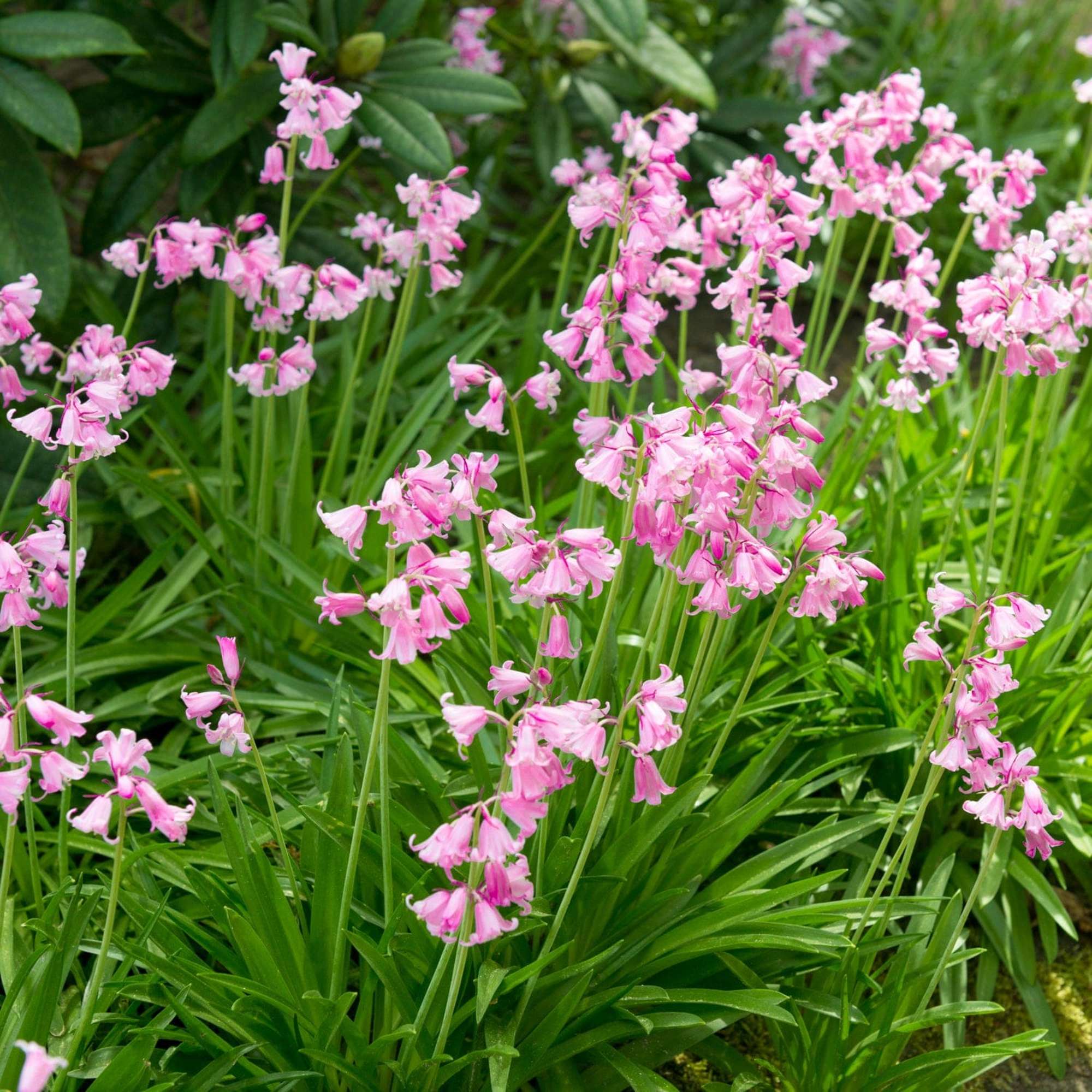 Blumenzwiebel-Kollektion 'Pink Suffusion'
